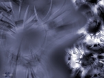 CocoonsInIceII